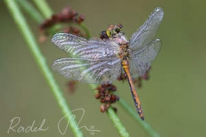 Sympetrum_danae_2_p