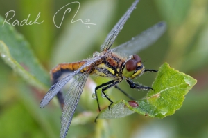 Sympetrum_danae_p